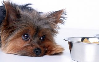 How Long Can A Dog Go Without Food? Facts & Advice