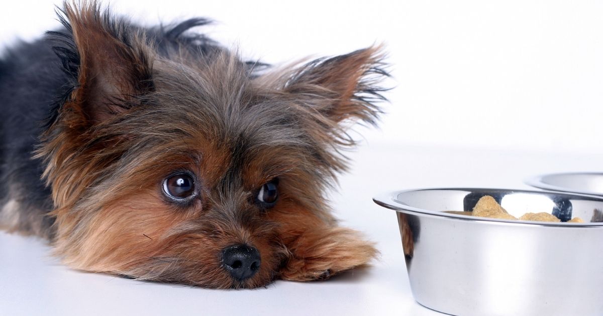 How Long Can A Dog Go Without Food - What Experts Say