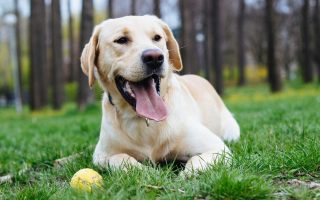 How Long Do Dogs Live? (Dog Lifespan Explained)