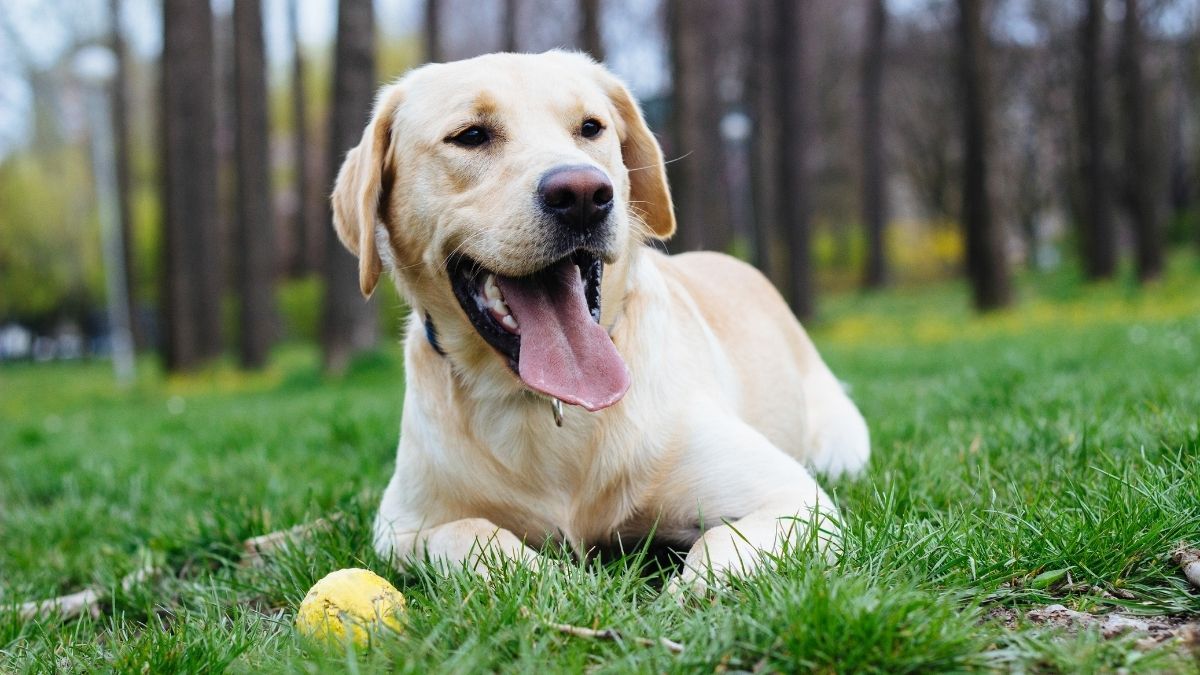 How Long Do Dogs Live (Dog Lifespan Explained)