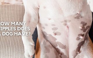 How Many Nipples Does A Dog Have? Find Answers