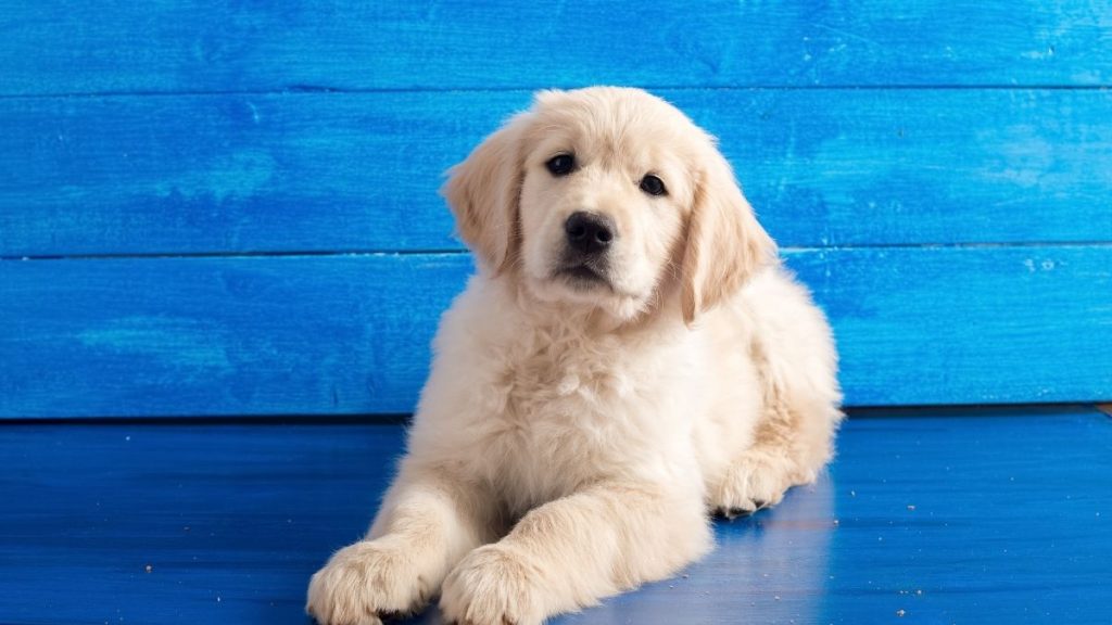 How Much Do Golden Retrievers Cost? Price & Monthly Costs
