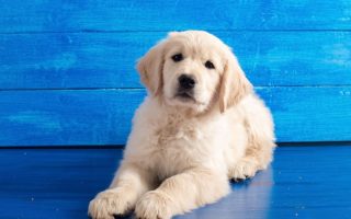 How Much Do Golden Retrievers Cost? Puppy Price & Monthly Costs