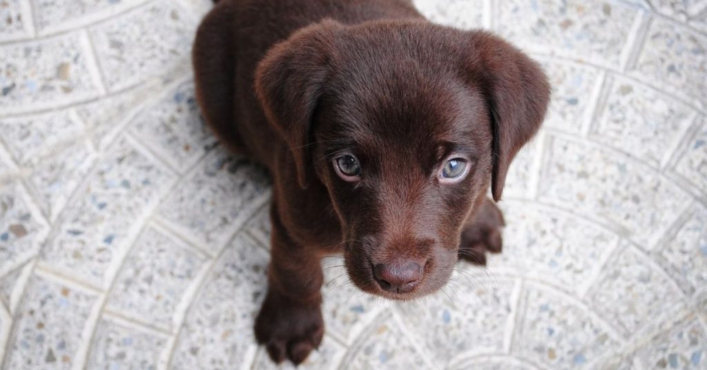 how long can a 10 week old lab puppy hold it