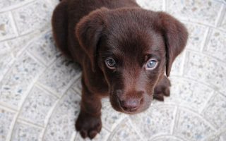 How Much to Feed a Lab Puppy? 2022 Labrador Food Guide