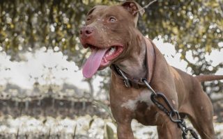 How Strong Is A Pitbull? Pitbull Bite Force, Facts