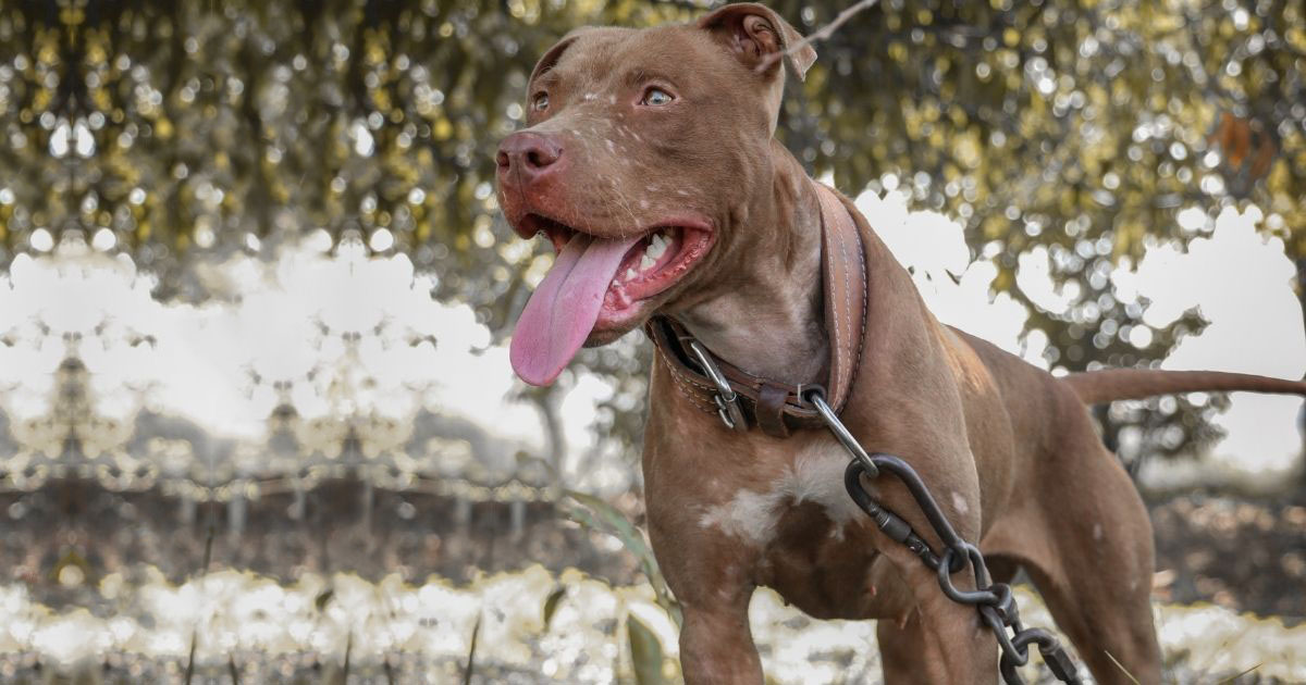 How Strong Is A Pitbull? Pitbull Bite Force, Facts