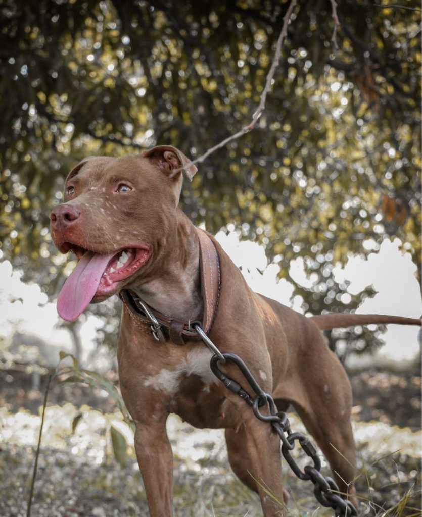 Sturdy American Pitbull Terrier Dog Looking Fierce