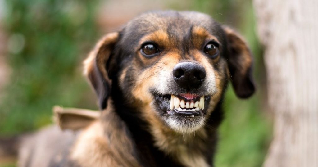 Close Up Little Aggressive Dog Showing Angry Teeth