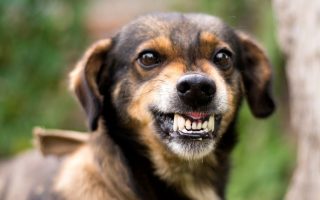 How To Calm An Aggressive Dog (10 Proven Ways)