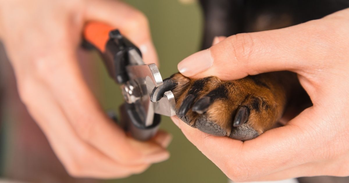How To Cut An Uncooperative Dog’s Nails - Pro Tips