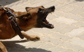 How To Socialize An Aggressive Dog (10 Pro Tips)