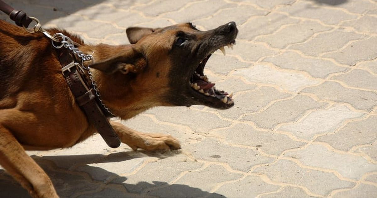 How To Socialize An Aggressive Dog With Dogs & Humans