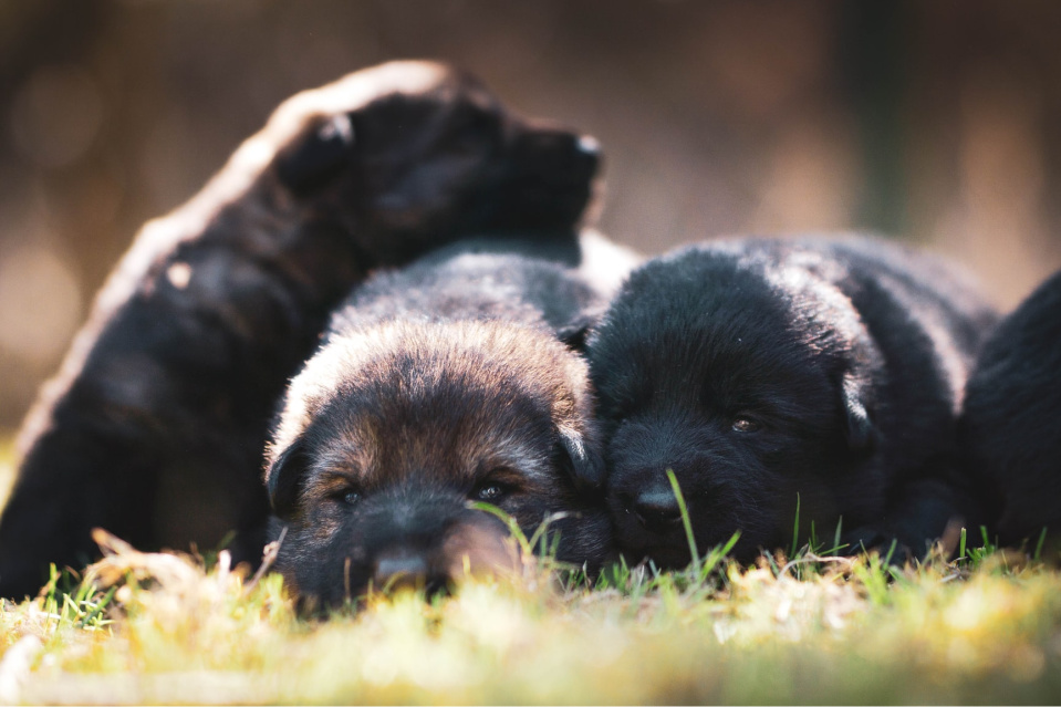 How Much Does a Labrador Puppy Cost? Buying Guide Puplore