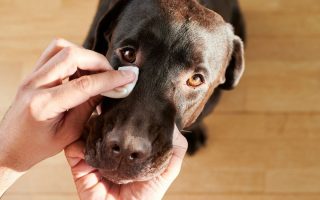 How to Clean Dog Eye Boogers Easily (Pro-Tips)