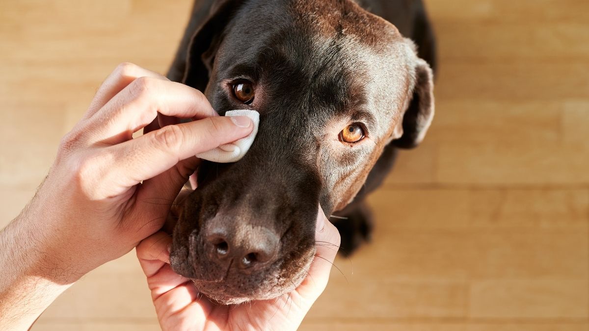 How to Clean Dog Eye Boogers Easily (Pro-Tips)