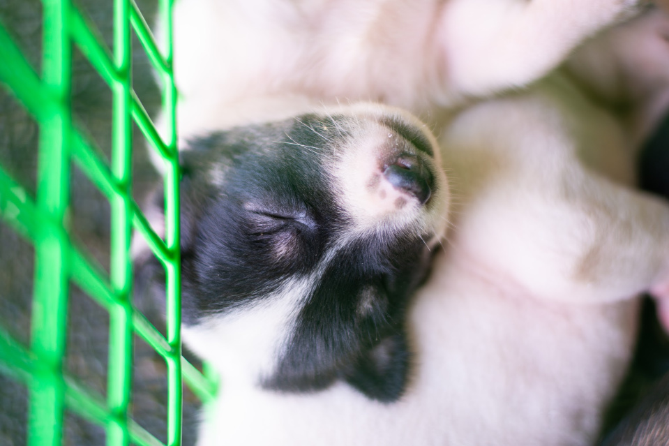 Best Dog Crates for Labradors Guide on How to Choose Puplore