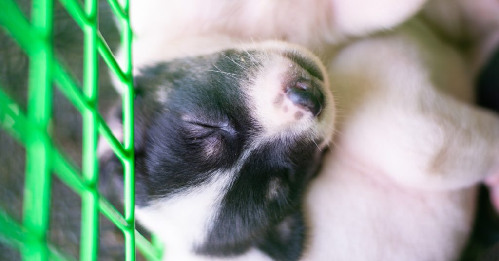 Best Dog Crates for Labradors Guide on How to Choose Puplore