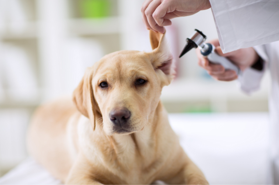 How to Clean Labrador Ears Essential Things to Know Puplore
