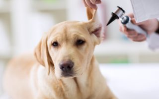 How to Clean Labrador Ears: Essential Things to Know