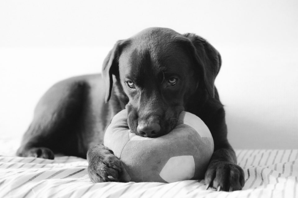 6 Tips on How to Play with a Lab Puppy Indoors Puplore