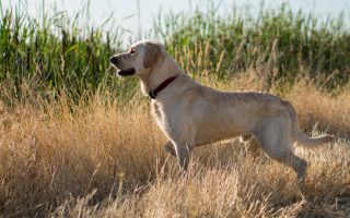How to Train a Lab to Point – 4 Easy Tips