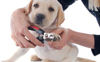 How to Trim Your Labradors Nails Without Clippers