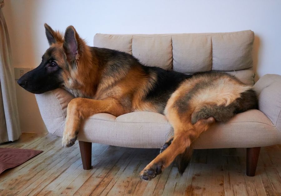 Huge King Shepherd Dog Resting on Couch