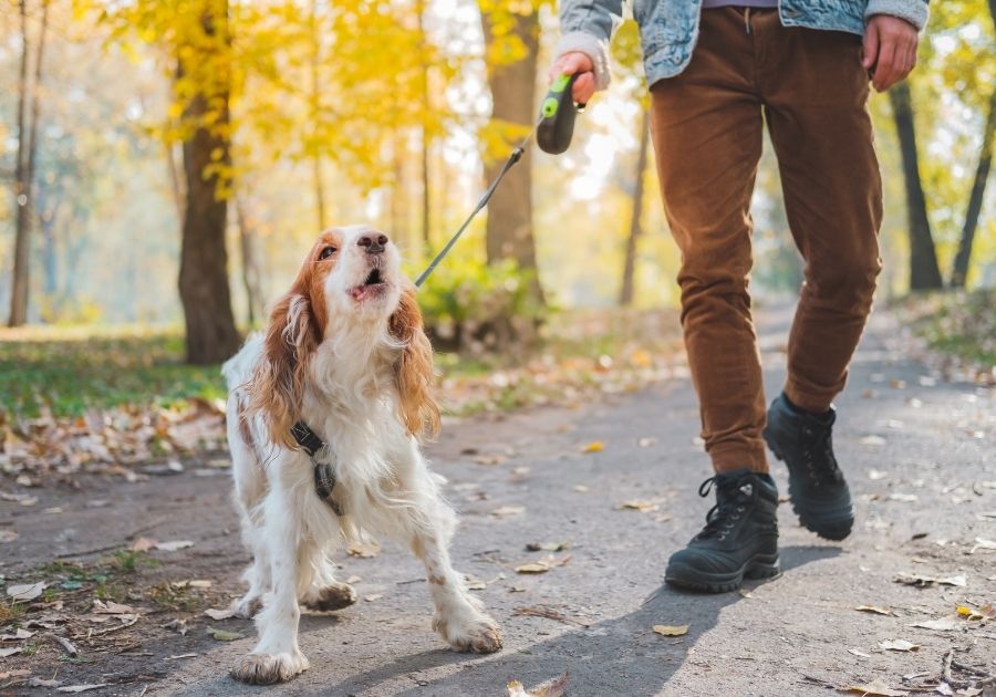 Human Walking With Barking Dog On Leash