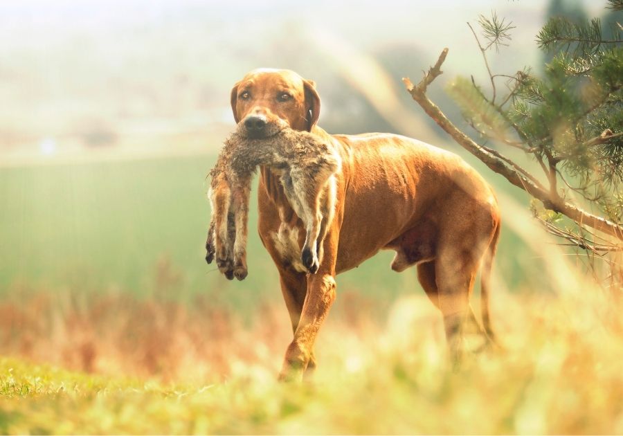 Hunting Ridgeback Dog with a Fox
