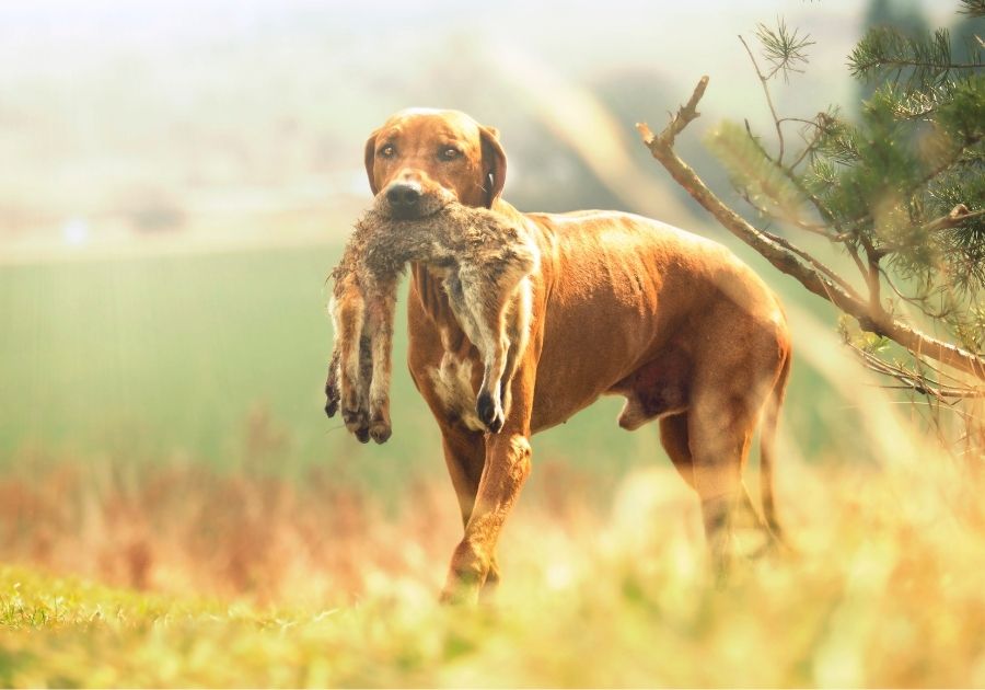 how do rhodesian ridgeback hunt