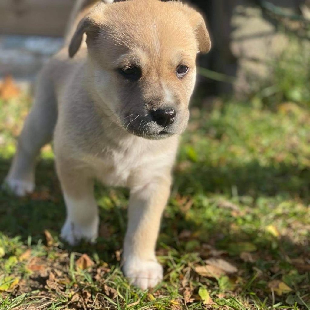 Husky Bulldog Mix Puppy