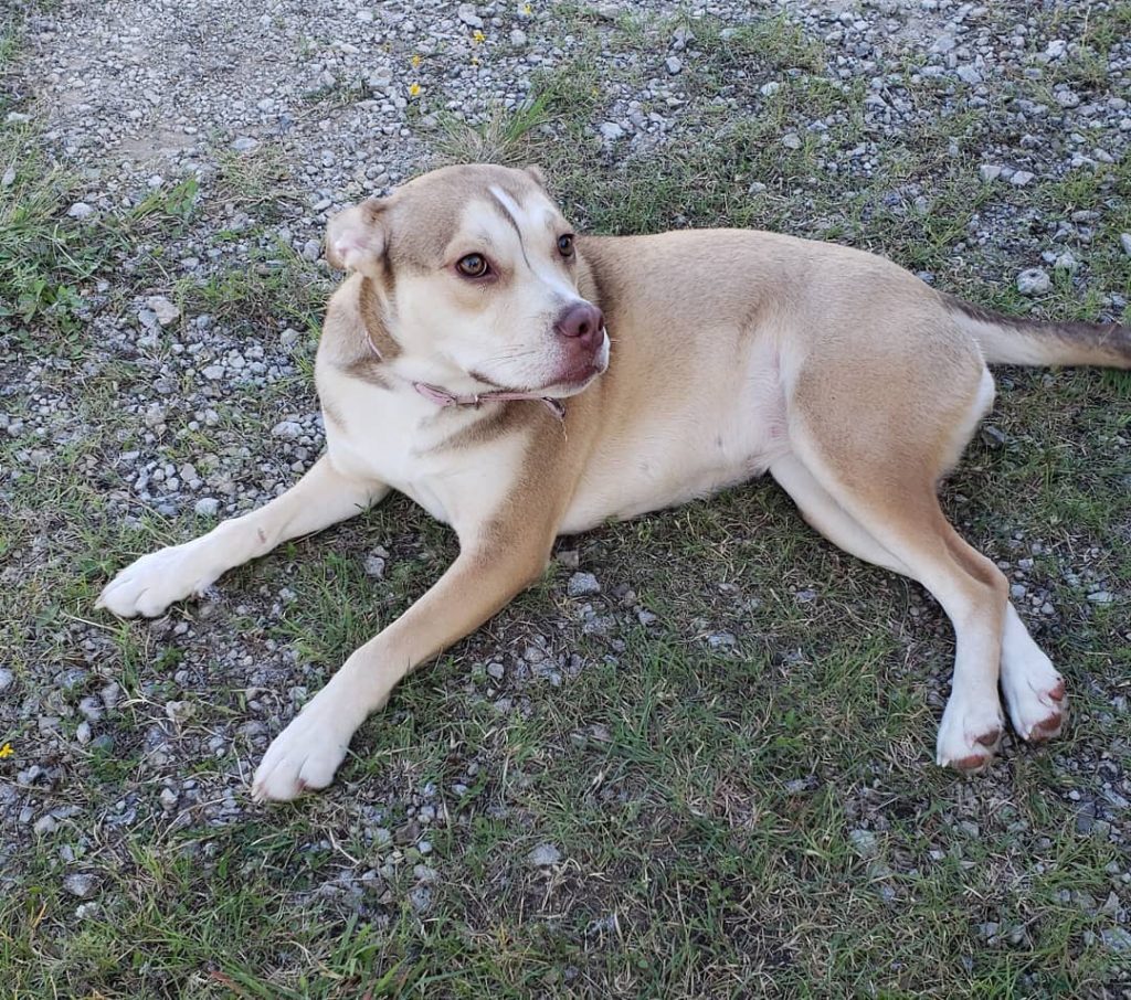 Husky Bulldog Mix Lying on Ground