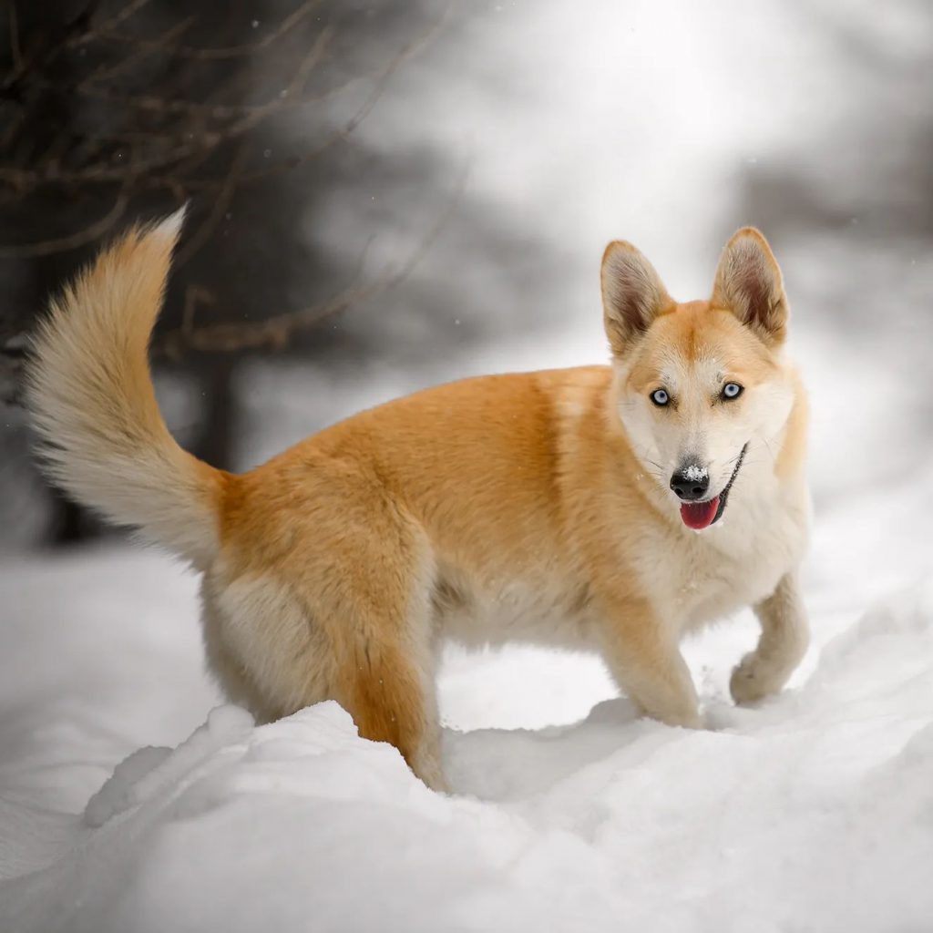 Husky Corgi Mix - Corgsky Dog Playing On Snow