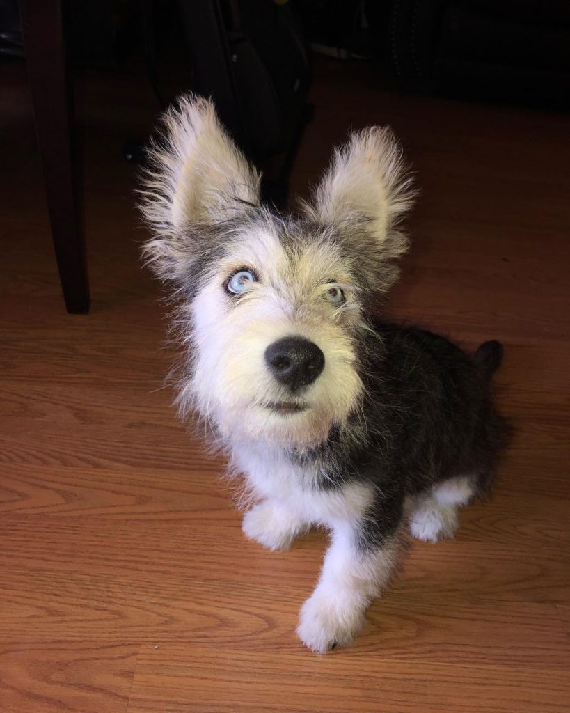 Husky Maltese Mix Dog Sitting On Floor Looking Up