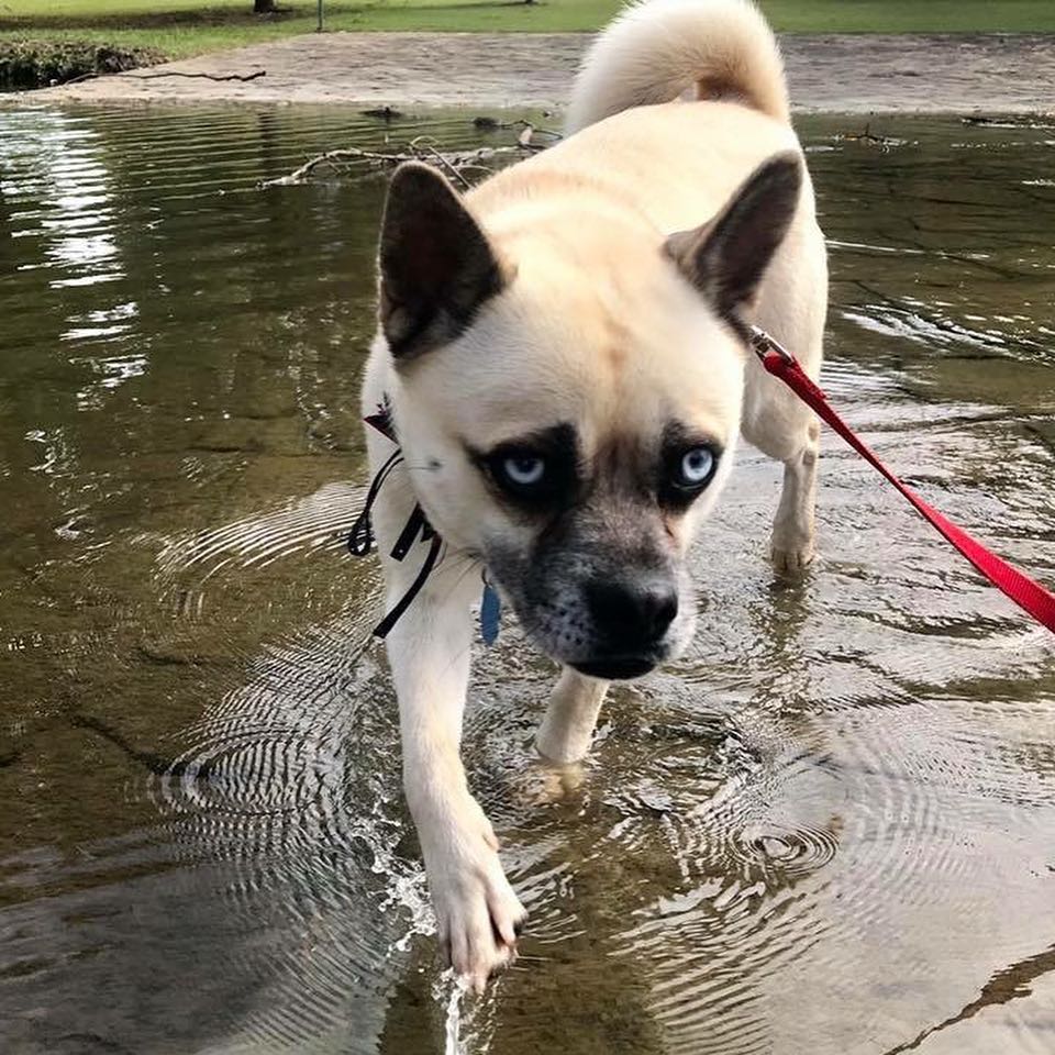 Hug Dog Walking on Shallow Water