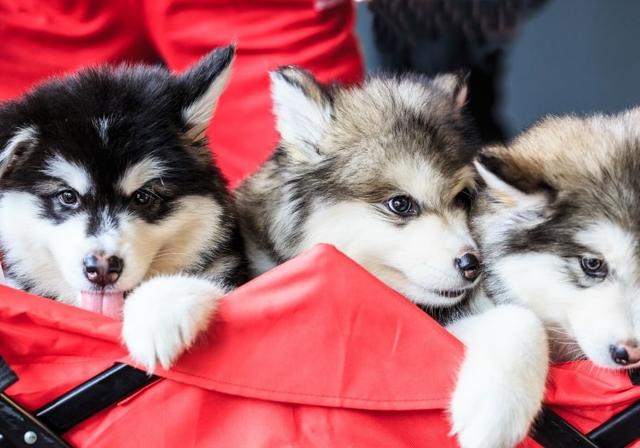 alaskan husky vs siberian husky differences which red