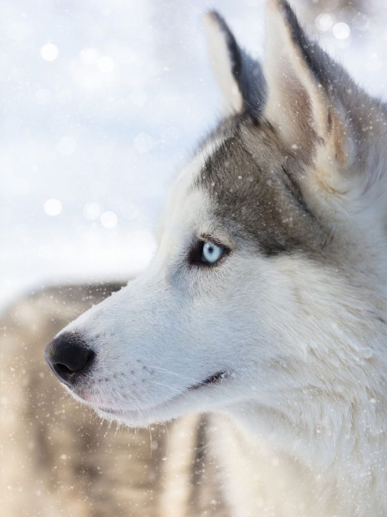 Close Up of Husky Puppy with Blue Eyes