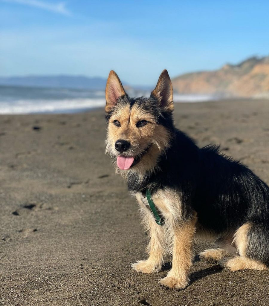Husky Yorkie Mix Dog by the Beach
