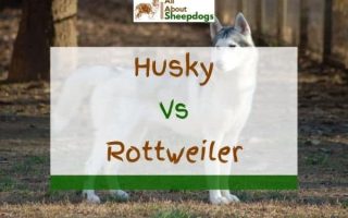 Husky vs Rottweiler – Which One Is Better?