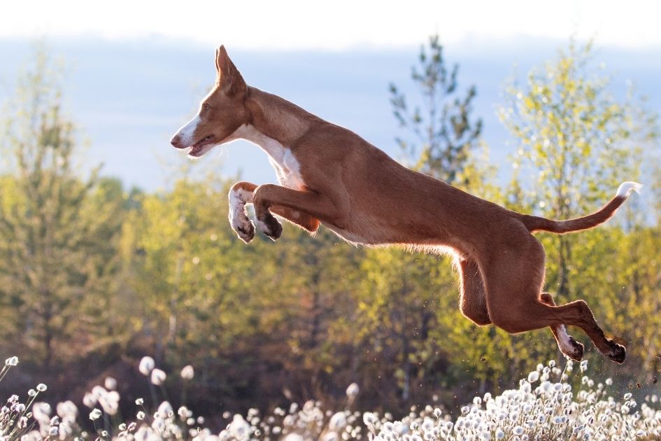 Ibizan Hound Pup Taking a Long Leap
