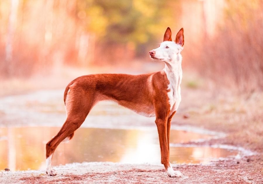 Ibizan Hound Dog Standing on on Ground Looking Aside