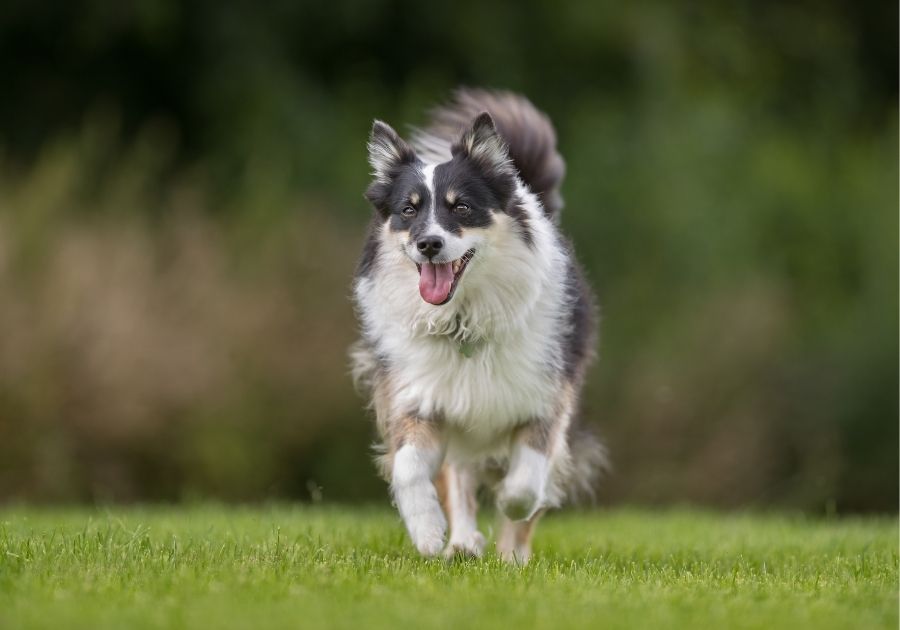 Icelandic Sheepdog Running on Field