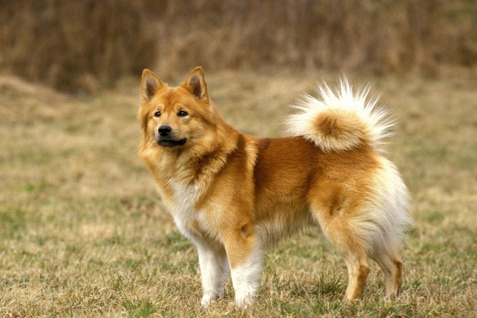 Icelandic Sheepdog Standing on Grass