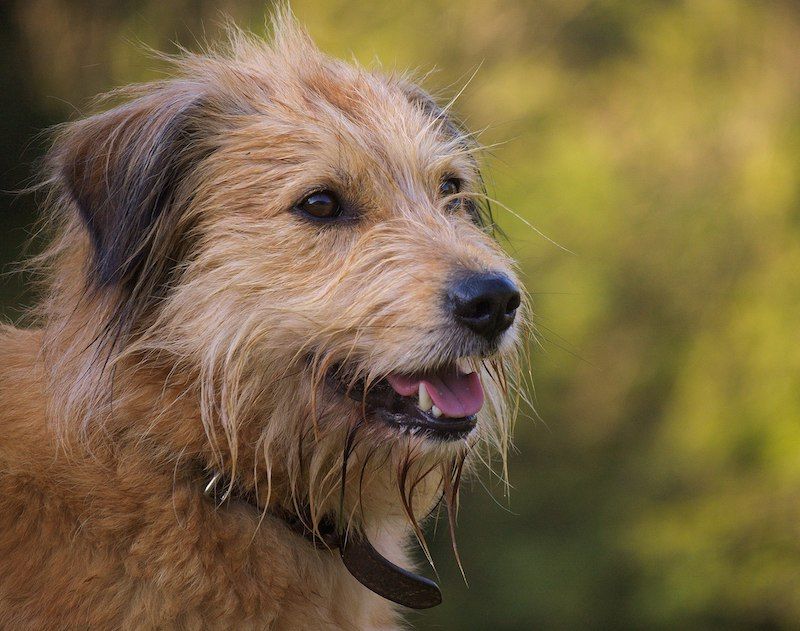 Basque Shepherd Dog - Iletsua, Fawn