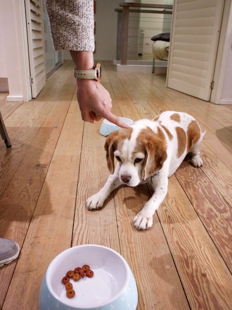 Dog Training to Sit and Wait with Treats in Bowl