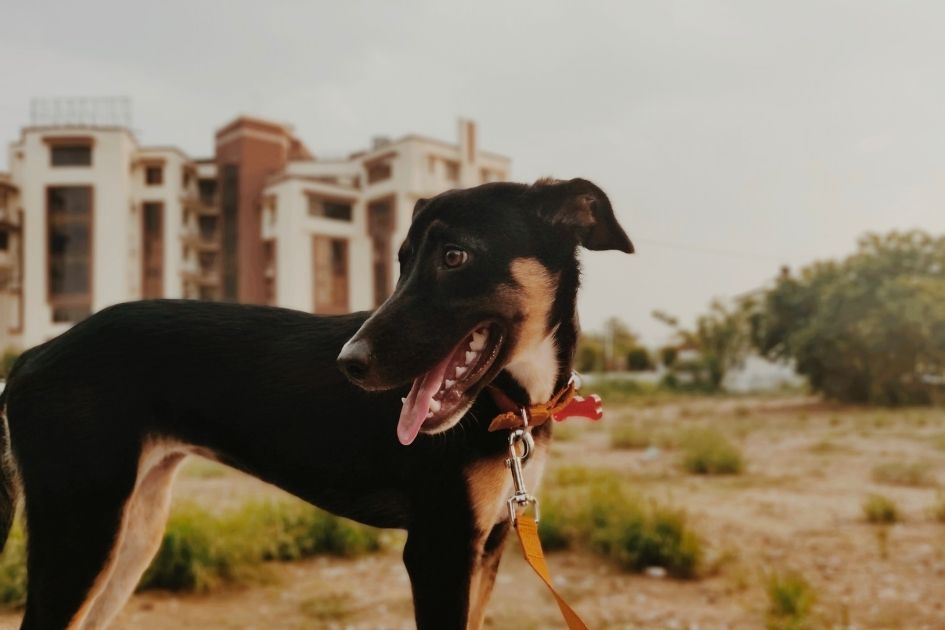 Indian Kanni Dog Looking Aside