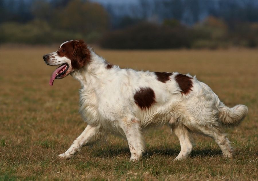 Irish Red and White Setter Dog Walking