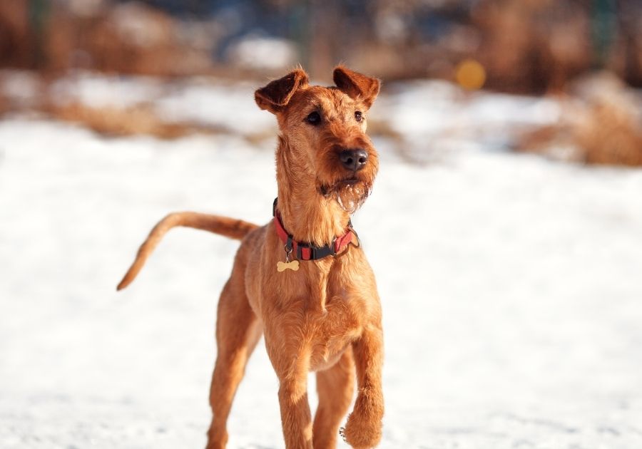 Irish Terrier Dog Standing Gallantly on Snow