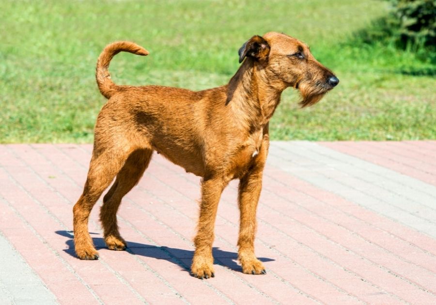 Irish Terrier Dog Standing on Walkway Looking Aside